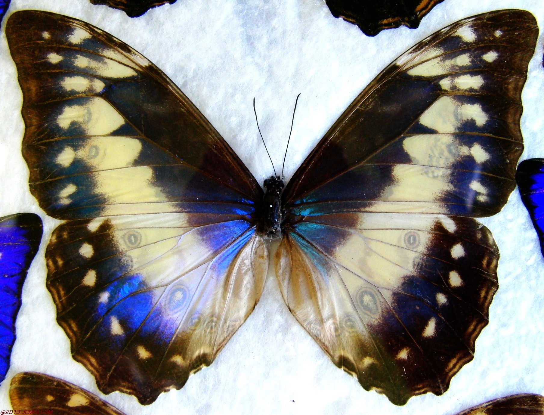 Morpho cypris 1